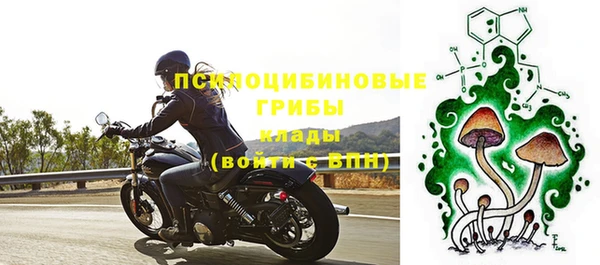 хмурый Аркадак
